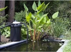 Velda Clear Control 75 + Filtre à Pression UV-C Avec Robinet 7 Positions + Unité UV-C 36 W. 25 Velda Clear Control 75 + Filtre à Pression UV-C Avec Robinet 7 Positions + Unité UV-C 36 W. -Dégustation Délicate 1200x873 1